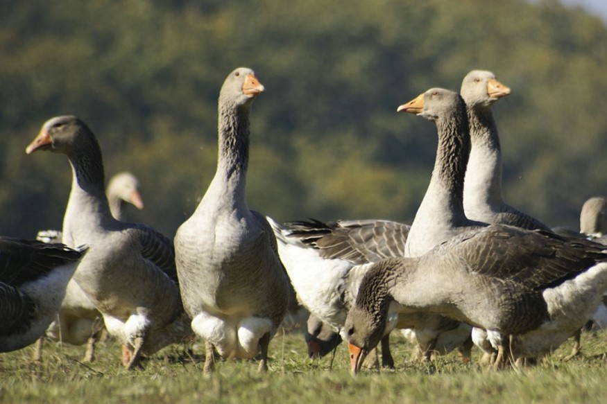 Concours photo – Le Gers sous tous ses angles