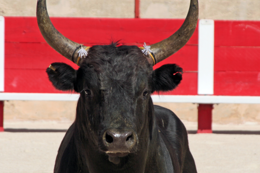 Les vaches sélectionnées pour le Championnat de France 2023