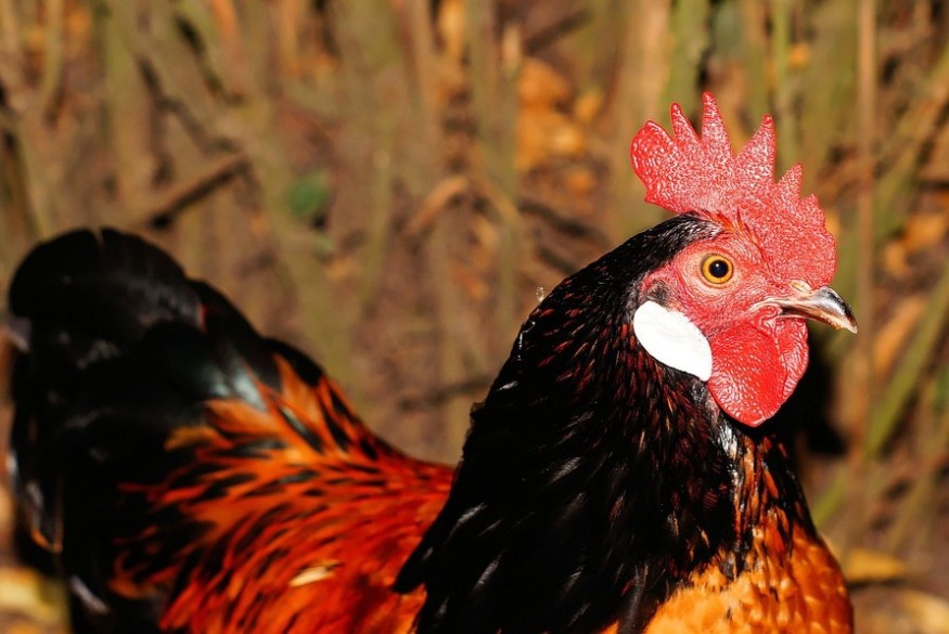 Prix, normes et concurrence : les raisons de l'inquiétude autour du poulet ukrainien en France