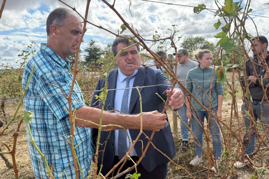 Viticulture : David Taupiac alerte la ministre de l’Agriculture sur « l’extrême gravité de la situation dans le département »