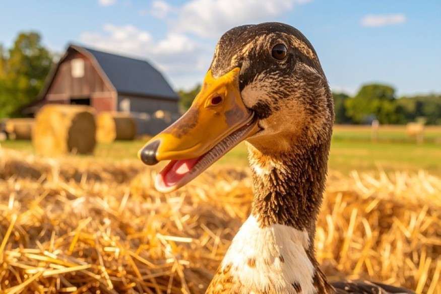 Grippe aviaire : le Département du Gers s’engage aux côtés des producteurs et prend en charge une partie du coût de la vaccination